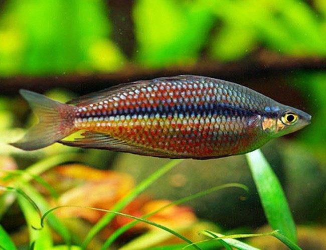 Cá cảnh đẹp: Cá cầu vòng Spenlida