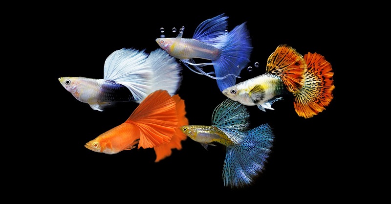 Các loại cá Guppy phổ biến hiện nay