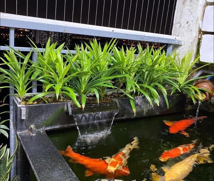 Lá dứa nếp thủy sinh