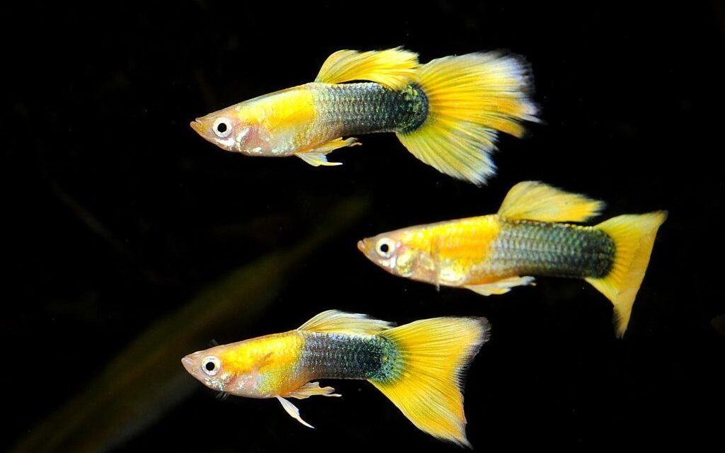 Đặc điểm nhận dạng các loài cá Guppy