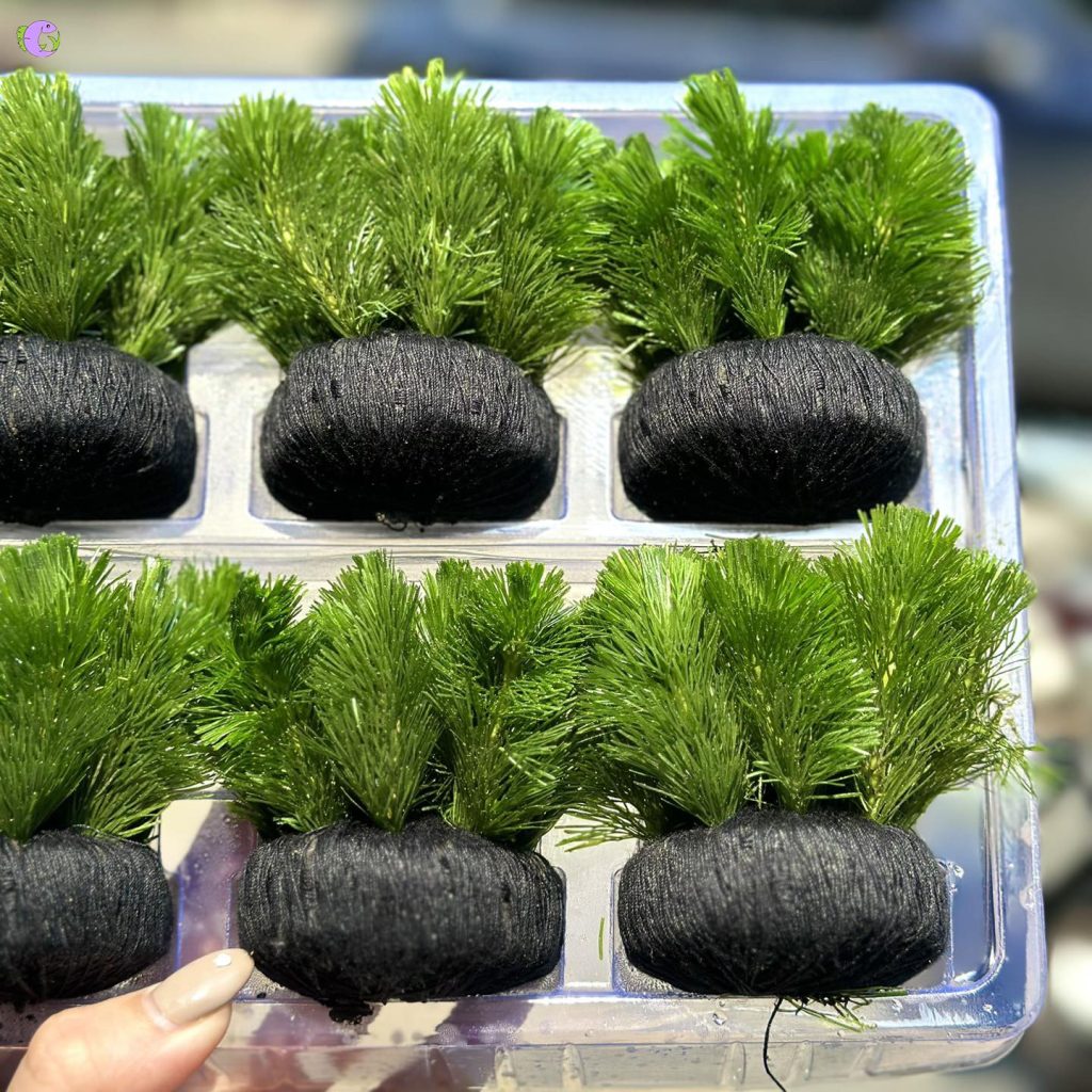 Rong la hán cấy giá thể