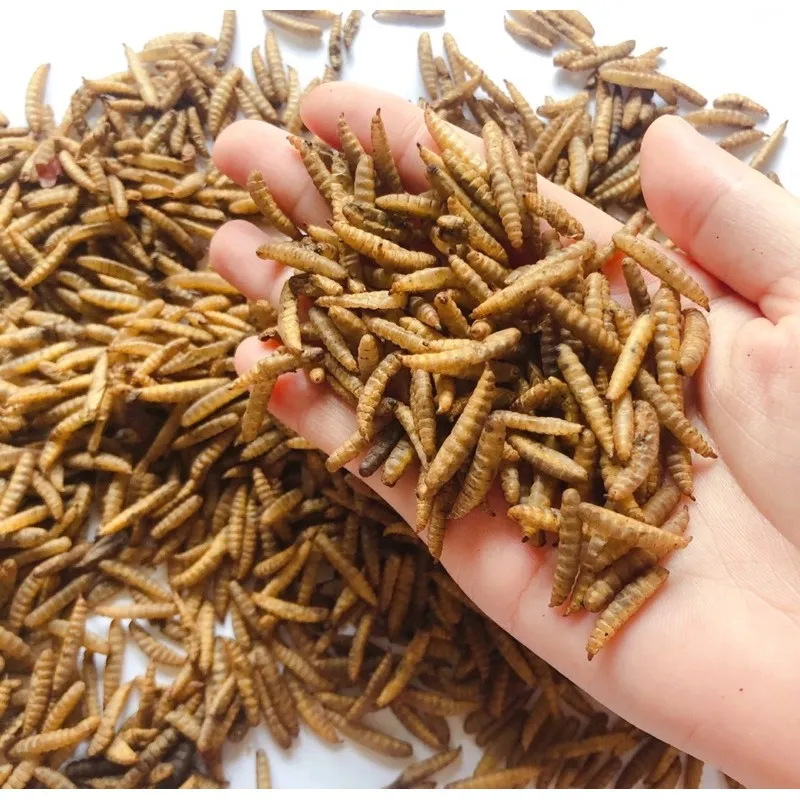 Thức ăn cá cảnh: Sâu rồng cho cá săn mồi 100g