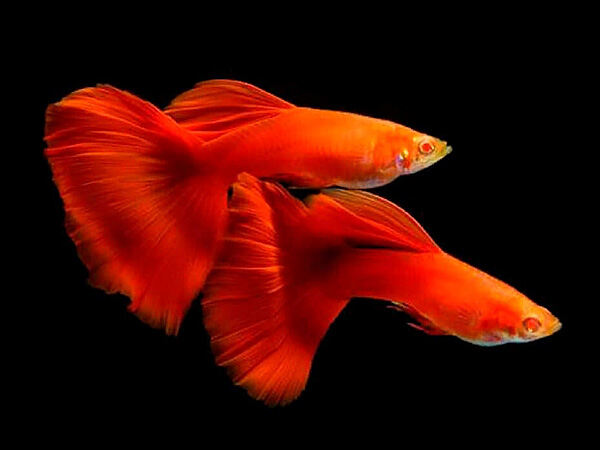 Tổng quan về cá Guppy
