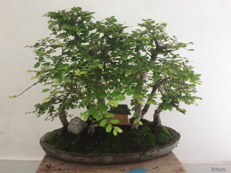 cây Sơn Liễu bán cạn, Sơn Liễu tiểu cảnh